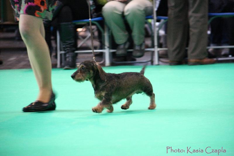 Crufts2011_2 893.jpg